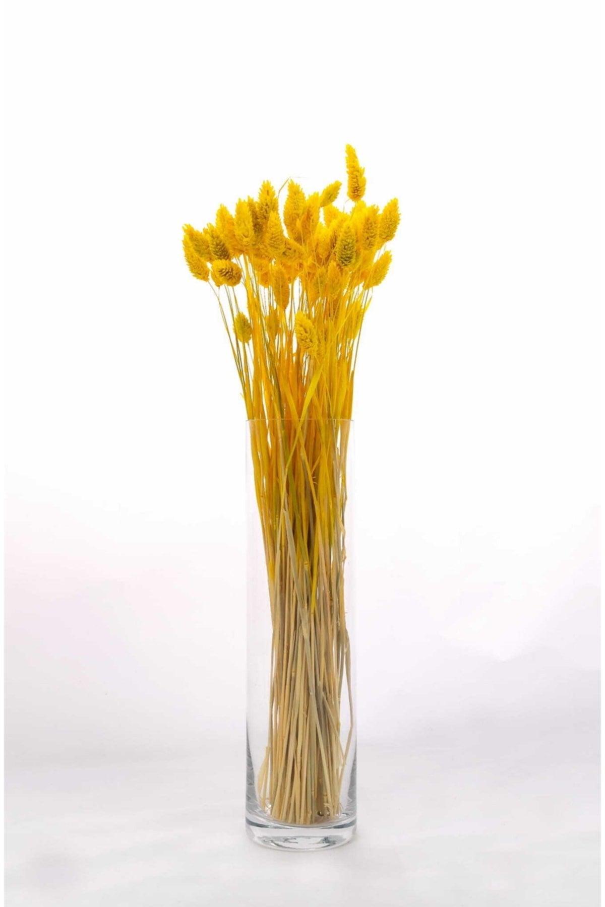 Dried Flower Palaris Bird Grass Yellow Length 45cm 55 Stem - Swordslife