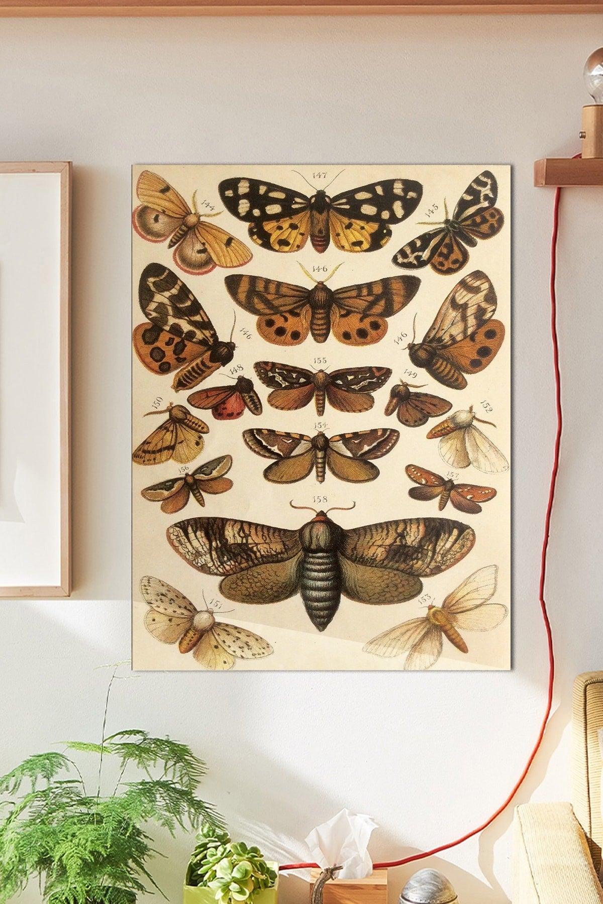 Brown Butterfly Wall Poster Large 45x30 Cm - Swordslife